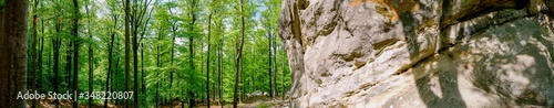 Beauitful green forest photo. Pine trees and a path in the forest. Summer mountain background. Rila mountain, Bulgaria