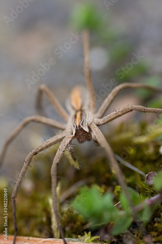 Brown spider with orange stipe on back in grey background