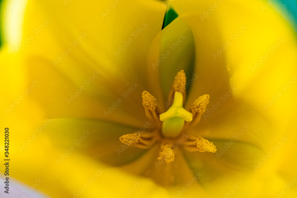Obraz premium macro photo of a yellow tulip flower