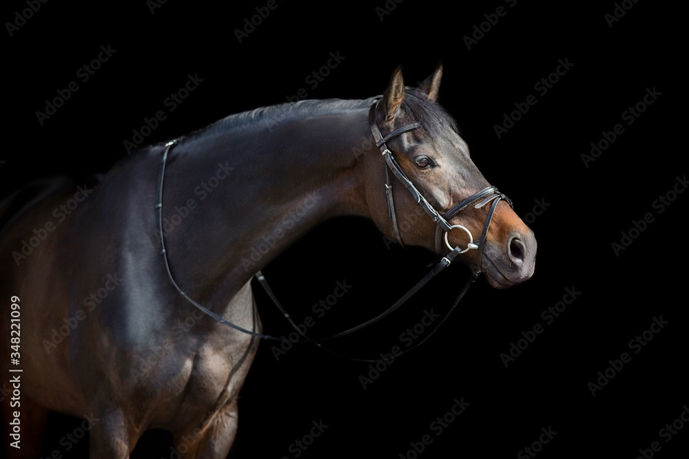 Fototapeta premium A brown horse with bridle against black background