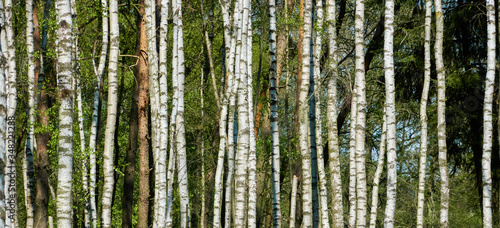 Detail of a forest with young birches with thin trunks, as pattern, texture, background, abstract,