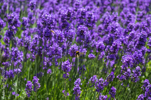 field of lavender