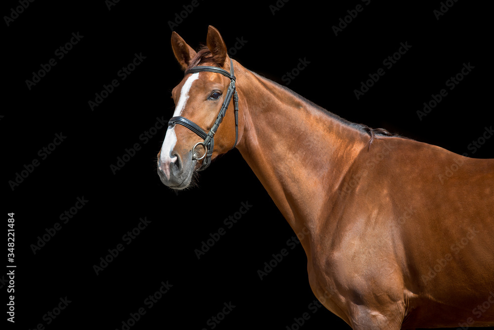 Obraz premium Beautiful red horse portrait on black background