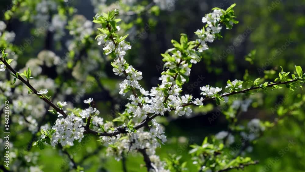 Plum flowers on an plums branch blossom on a nature background. Spring flowers. Plum flowers on an plums branch blossom on a nature background. Spring flowers.
