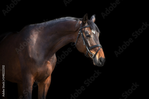 A brown horse with bridle against black background