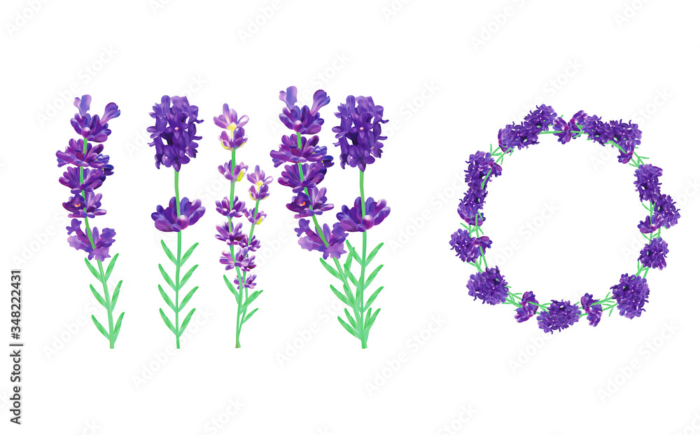 Naklejka premium Collection violet lavender wreath with green leaf isolated on transparent background. Bunch flower. Lavender close up. Fragrant lavender. 3d illustration.