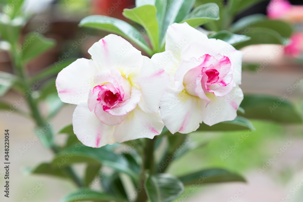 Two azalea flowers blooming in the morning, the sun shining. Two azalea flowers blooming in the morning, the sun shining.