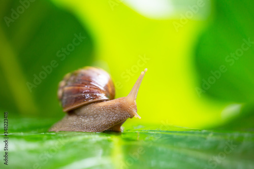 Snails on wet green leaves after the rain