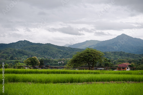 Morning rice fields and fog in Nan province