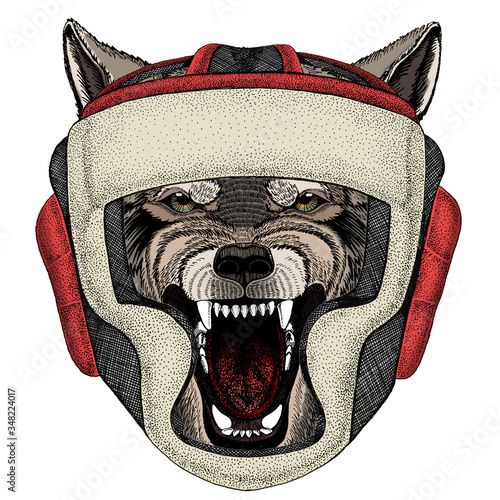 Wolf portrait. Head of wild animal. Boxing helmet.