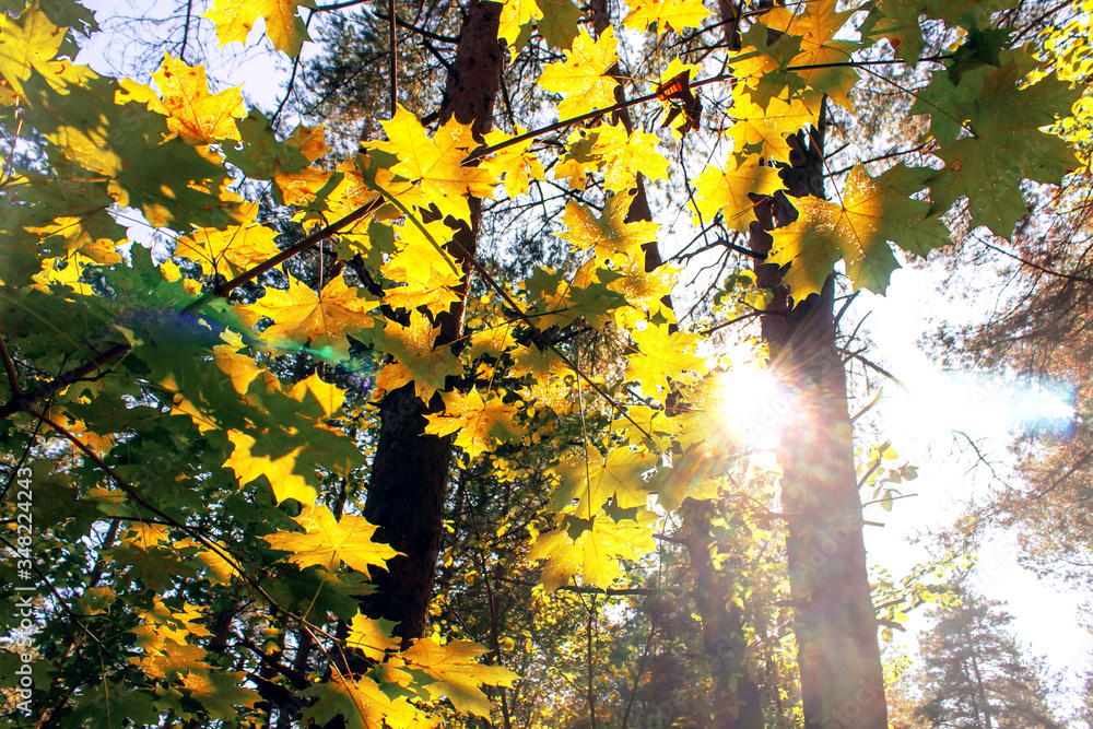 Yellow maple leaves in autumn sunny morning on blue sky background. Yellow maple leaves in autumn sunny morning on blue sky background.