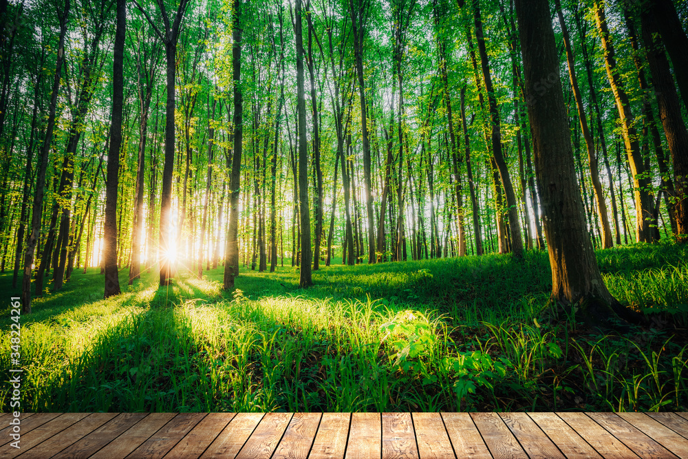 a spring forest trees. nature green wood sunlight backgrounds on table wood backgrounds a spring forest trees. nature green wood sunlight backgrounds on table wood backgrounds