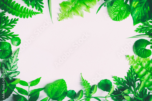 Green leaves on a white backdrop, leaves on white space
