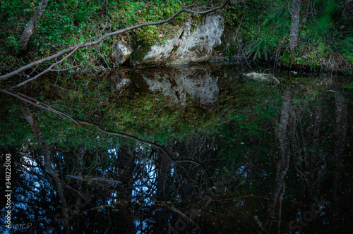 river in the forest