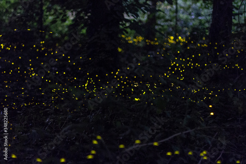 Fotografie Night shot of fireflies flying in a wood during summer.