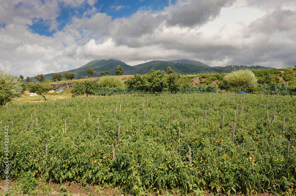 a field under the Vesuvius volcano of the ancient Campania tomato called pomodorini del Piennolo