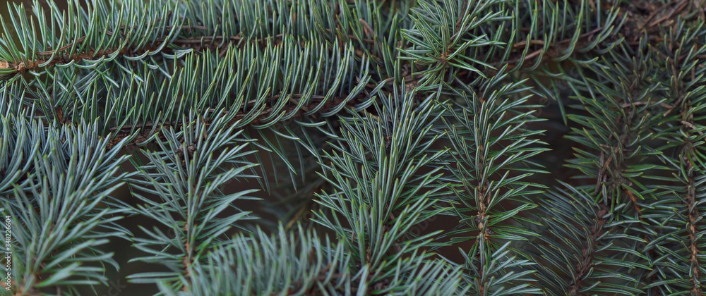 Background of fluffy branches of blue spruce