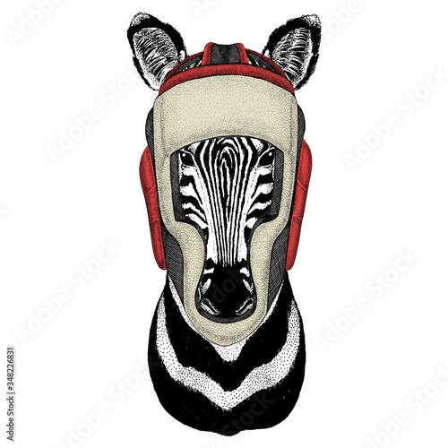 Zebra portrait. Head of wild animal. Boxing helmet.