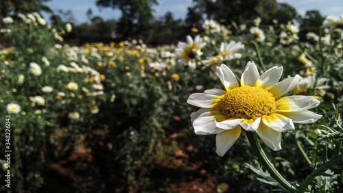 daisies in the garden