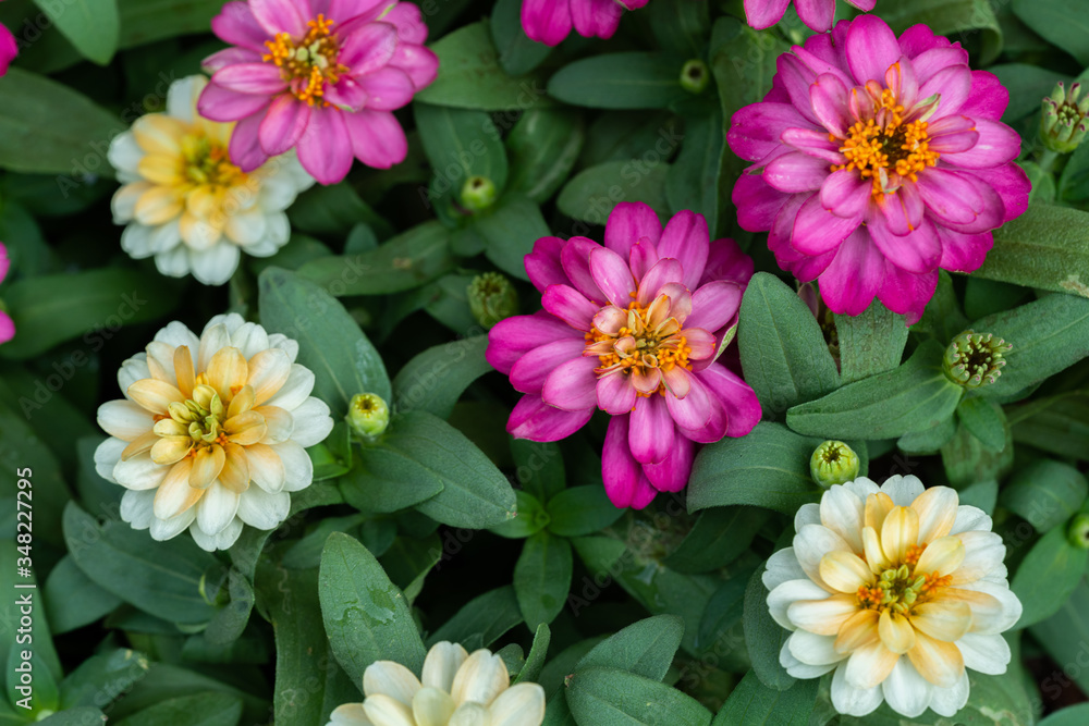 Zinnia Zinnia
