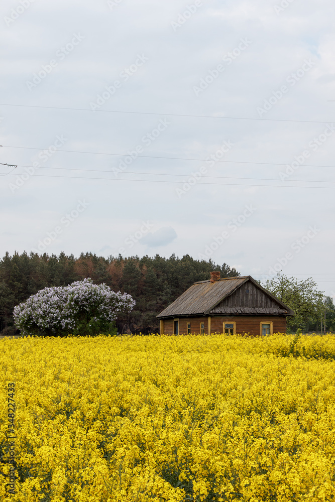 Rape field in cloudy day in belarusian village. Blooming yellow flowers. Season of bloom in the old village near the road. Rapeseed field in springtime with forest, wooden house on background. Plant. Rape field in cloudy day in belarusian village. Blooming yellow flowers. Season of bloom in the old village near the road. Rapeseed field in springtime with forest, wooden house on background. Plant.