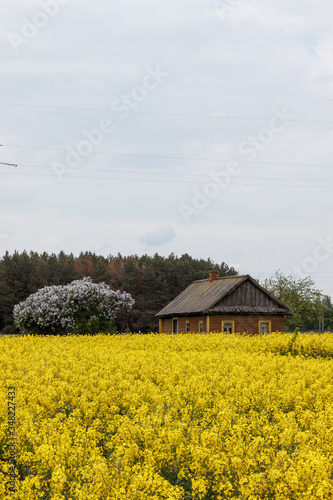 Rape field in cloudy day in belarusian village. Blooming yellow flowers. Season of bloom in the old village near the road. Rapeseed field in springtime with forest, wooden house on background. Plant.