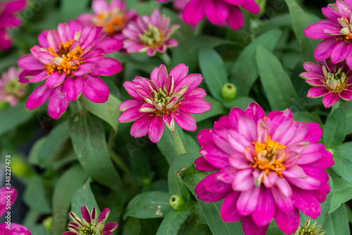 Zinnia