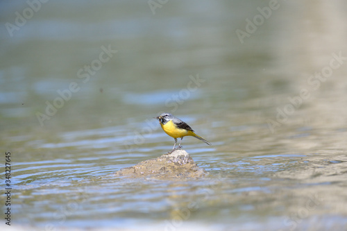 The grey wagtail jumps on a stone near the river drinking water