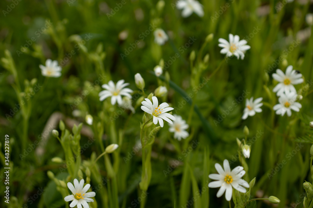 Small white daisies close-up on a green background