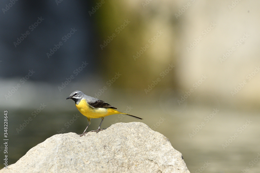 Obraz premium The grey wagtail standing on the stone at river with insects in beak 