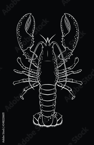 Vector illustration of a lobster