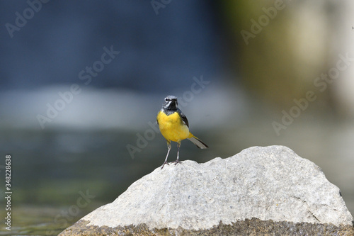 Portrait of grey wagtail standing on the river stone photo