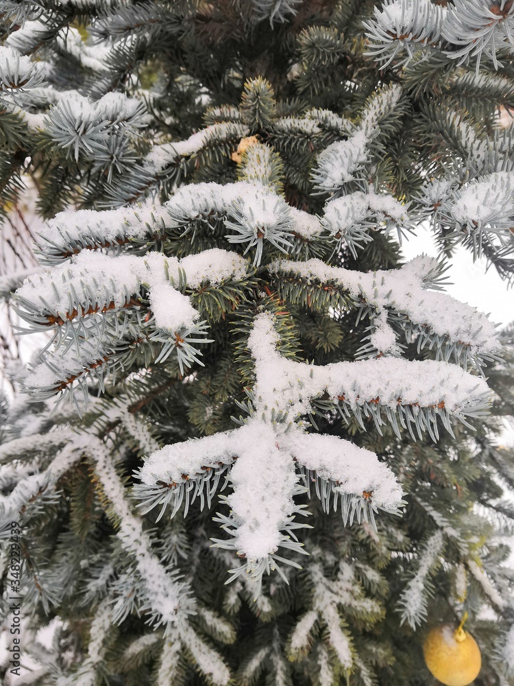 snow covered fir tree