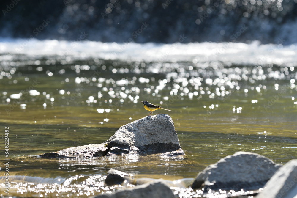 Obraz premium The grey wagtail jumps on a stone near the river drinking water