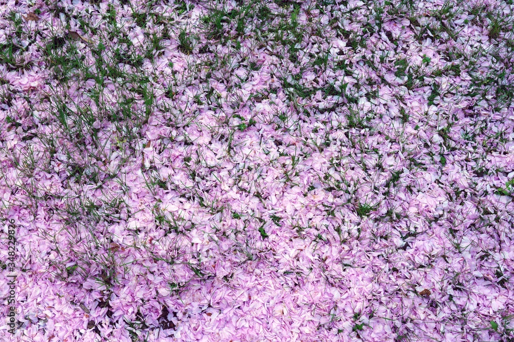 Pink cherry blossom petals covering the ground under sakura trees in the spring
