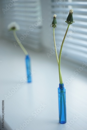 Two closed dandelions flowers in a small blue vase on a windowsill. Fluffy dandelion flower and blinds on a background.