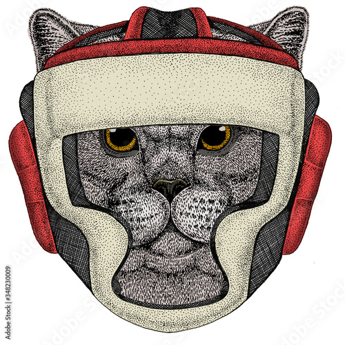 British shorthair cat. Scottish fold. Boxing helmet.