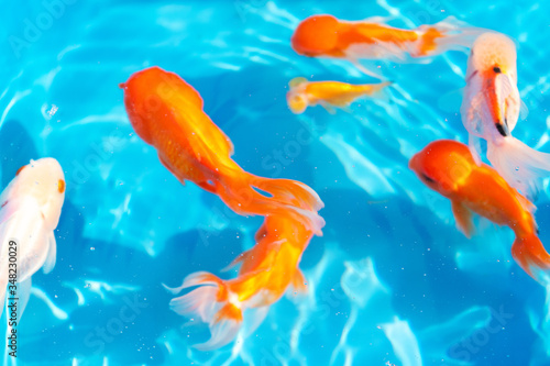 Colored tropical fish in a decorative pond. Orange decorative fish on a blue background. Flock of ornamental fish © Kate