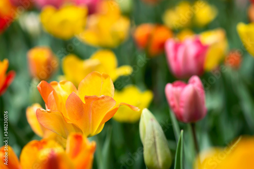 Orange Tulip Flower