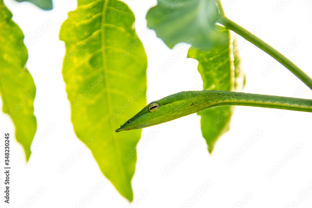 Harmless Long-nosed whip snake are concealing in siamese neem tree isolated on white background. Harmless Long-nosed whip snake are concealing in siamese neem tree isolated on white background.