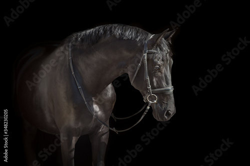 Black stallion close up portrait on black background