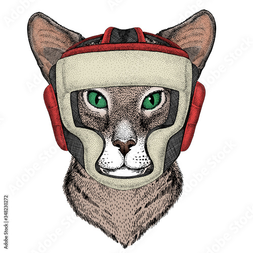 Oriental shorthair cat head. Portrait of animal. Boxing helmet.