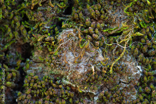 Moss sprouts spreading out above tree bark macro © Tanaly