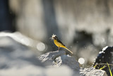 Portrait of grey wagtail standing on the river stone