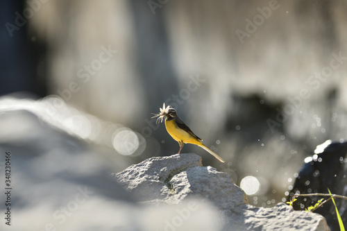 Portrait of grey wagtail standing on the river stone