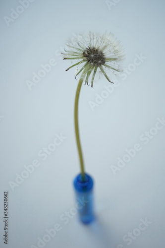 Fluffy dandelion flower in a small blue vase on the white table. Art card.