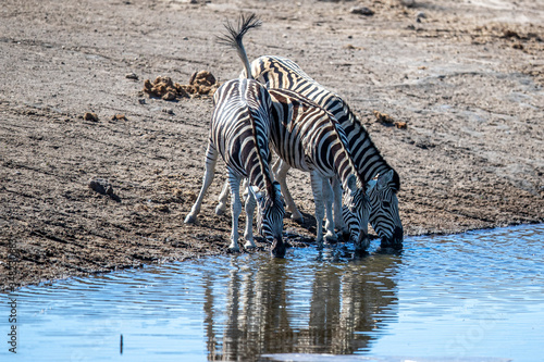 Zebra’s drink from the Chudop Waterhole photo