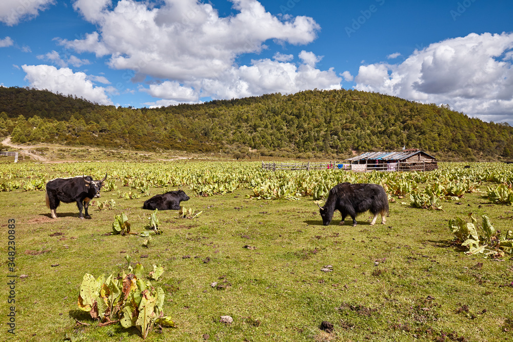 Fototapeta premium Rural landscape in Yunnan highlands, China.