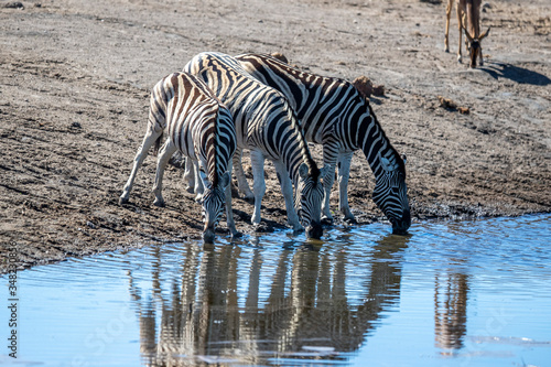 Zebra   s drink from the Chudop Waterhole