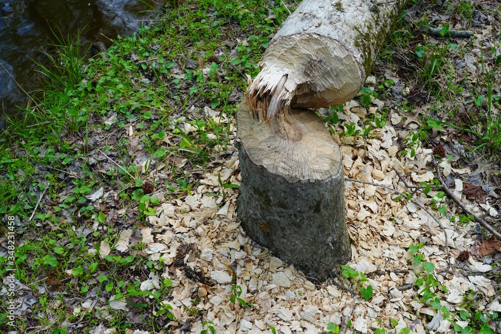 View of a tree trunk gnawed by beavers at the Plainsboro Preserve in New Jersey View of a tree trunk gnawed by beavers at the Plainsboro Preserve in New Jersey